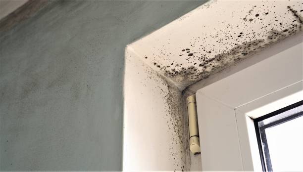 Best Mold Remediation for Healthcare Facilities  in Salisbury, NC
